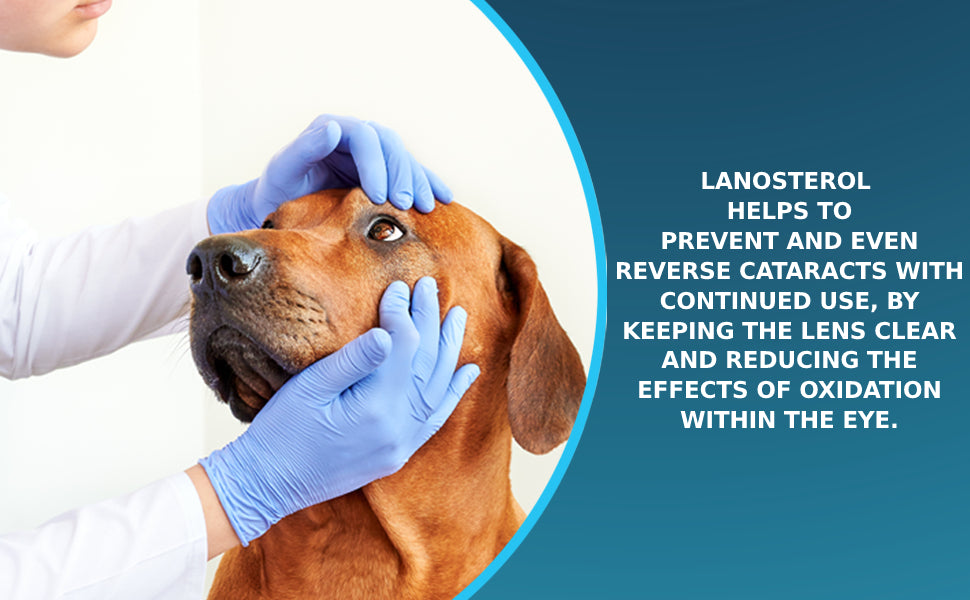 Pet Eye Drops for Dog & Cats Lanosterol Solution