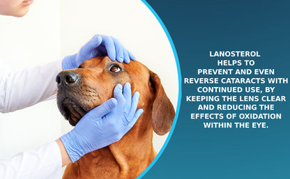 Pet Eye Drops for Dog & Cats Lanosterol Solution