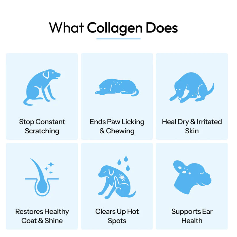 Premium Liquid Collagen for Dogs