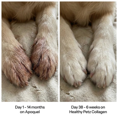 Premium Liquid Collagen for Dogs