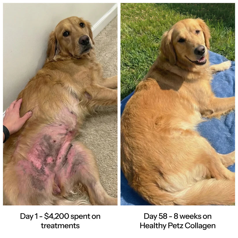 Premium Liquid Collagen for Dogs